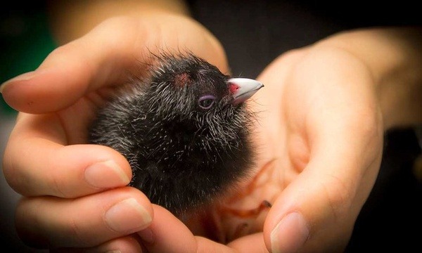 马来西亚双威大学在校学生数多少？学院与国际生比例